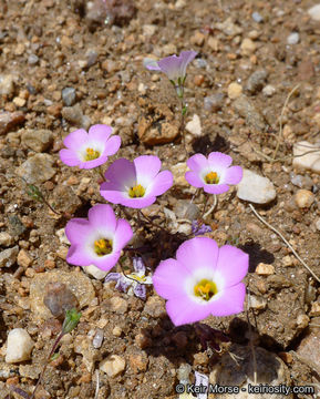 Image of fringed linanthus