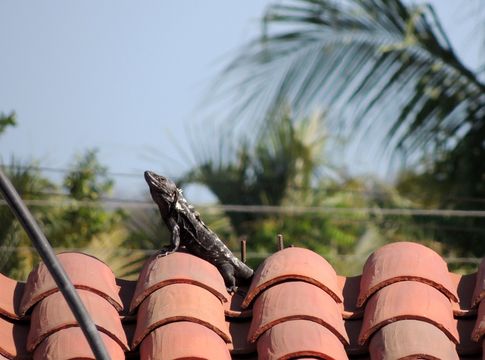 Image de Ctenosaura pectinata (Wiegmann 1834)