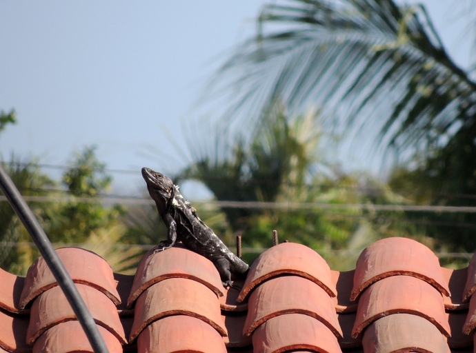 Image of Western Spiny-tailed Iguana