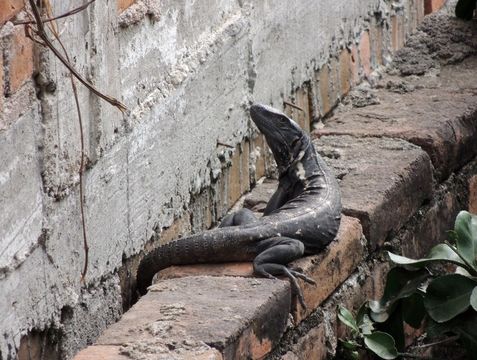 Image de Ctenosaura pectinata (Wiegmann 1834)