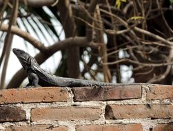 Image of Western Spiny-tailed Iguana