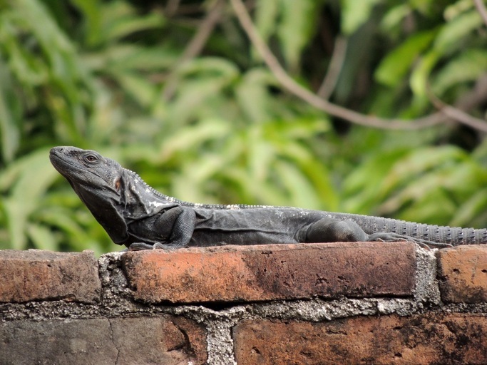 Image of Western Spiny-tailed Iguana