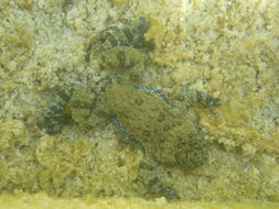 Image of Appenine Yellow-bellied Toad