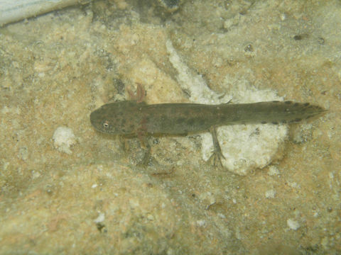 Image of Italian crested newt