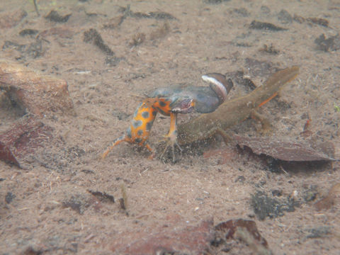 Image of Italian crested newt