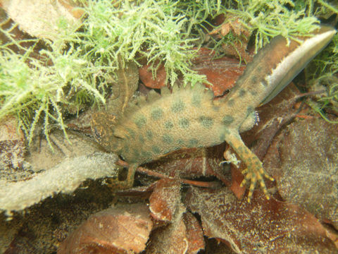 Image of Italian crested newt