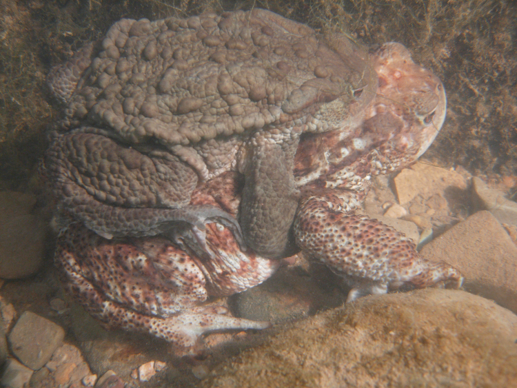 Image of Spiny Common Toad