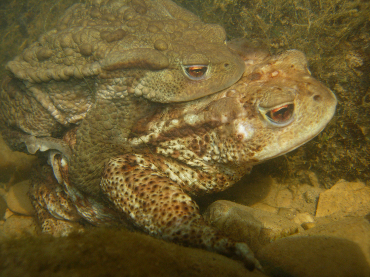 Image of Spiny Common Toad