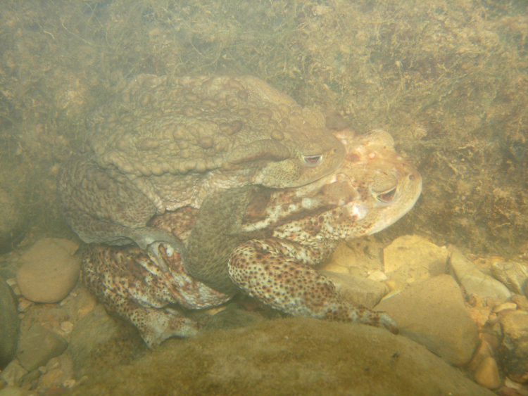 Image of Spiny Common Toad