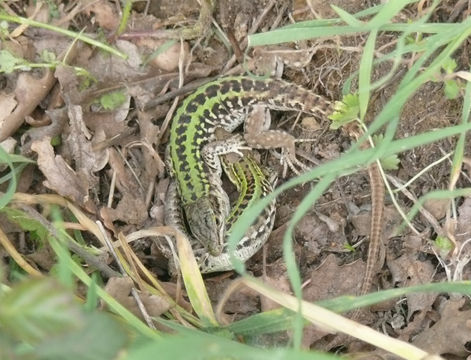 Image of Italian Wall Lizard