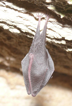 Image of Lesser Horseshoe Bat