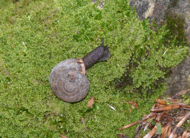 Image de Campylaea planospira (Lamarck 1822)