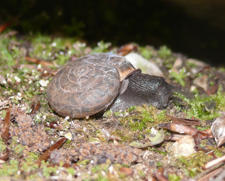 Image of Campylaea planospira (Lamarck 1822)