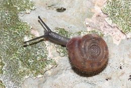 Image of Cheese Snail