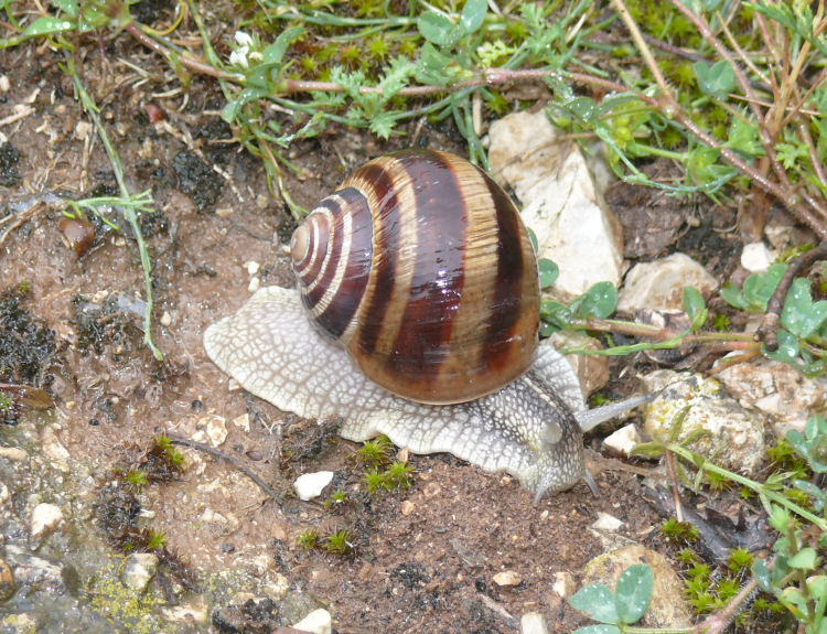 Image of Helix ligata O. F. Müller 1774