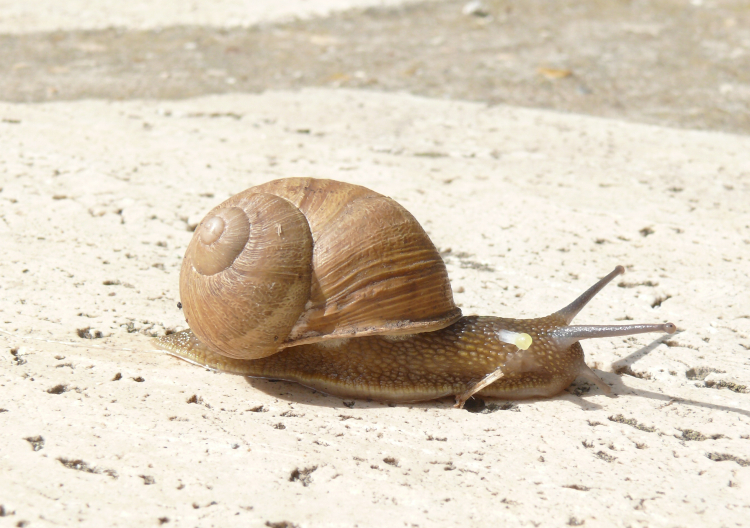 Image of Common Garden Snail