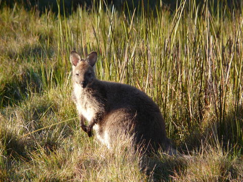 Image of Bennett's Wallaby