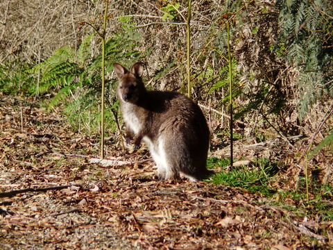 Image of Bennett's Wallaby