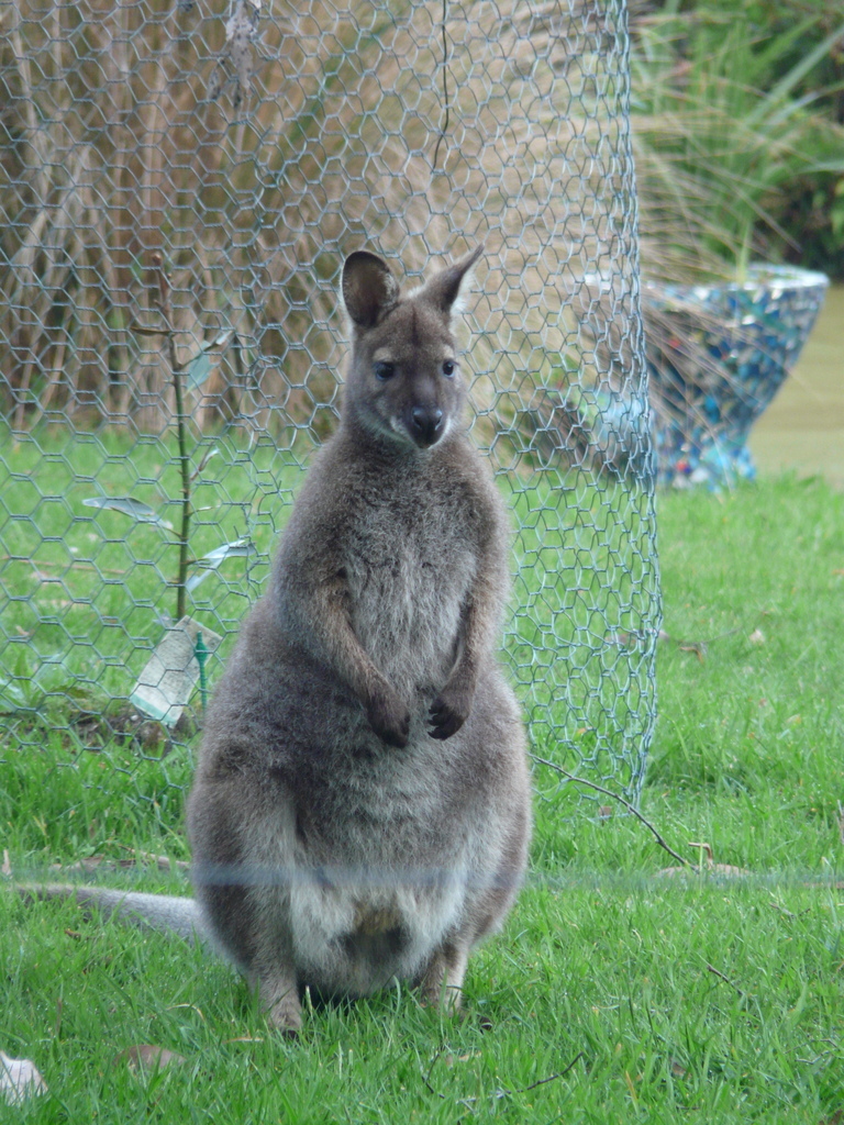 Image of Bennett's Wallaby