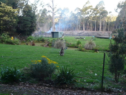 Image of Bennett's Wallaby