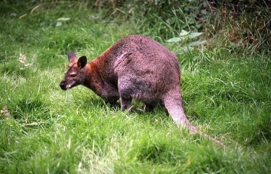 Plancia ëd Macropus rufogriseus (Desmarest 1817)