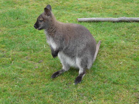 Image of Bennett's Wallaby