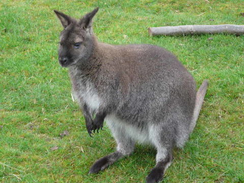 Plancia ëd Macropus rufogriseus (Desmarest 1817)