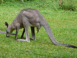 Image of Eastern Gray Kangaroo