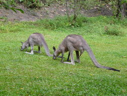 Image of Eastern Gray Kangaroo