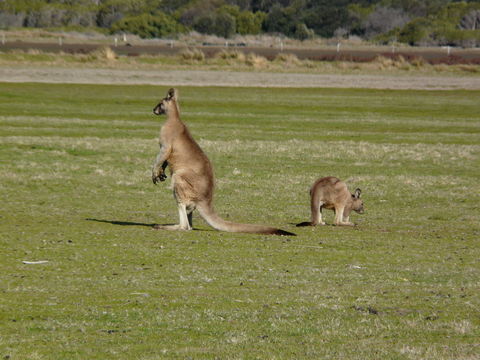 Image of Tasmanian forester kangaroo