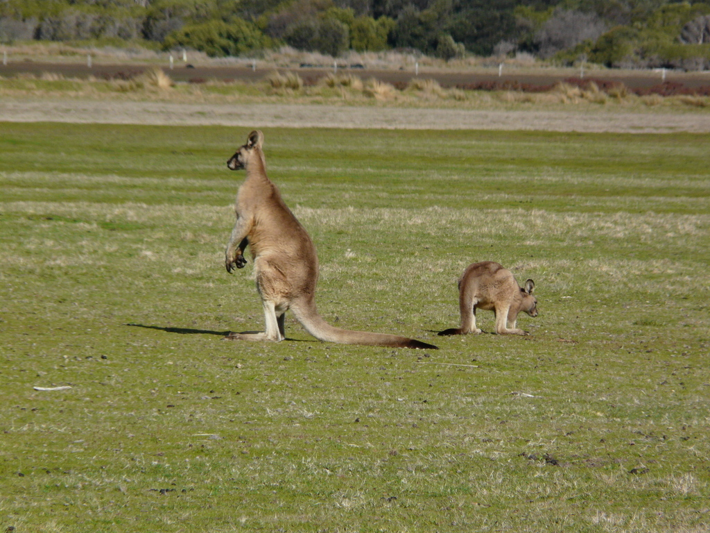 Macropus giganteus tasmaniensis Le Souef 1923 resmi