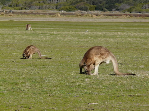 Image of Tasmanian forester kangaroo