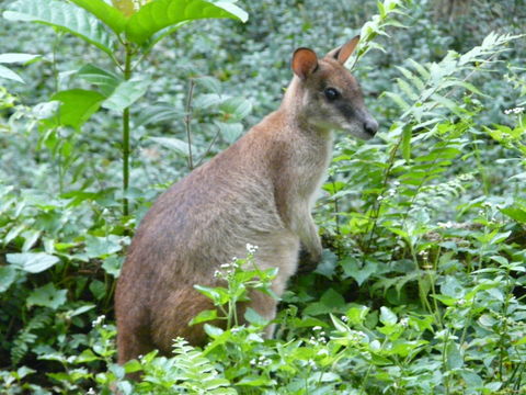 Image of Agile Wallaby