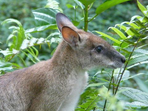 Macropus agilis (Gould 1841) resmi