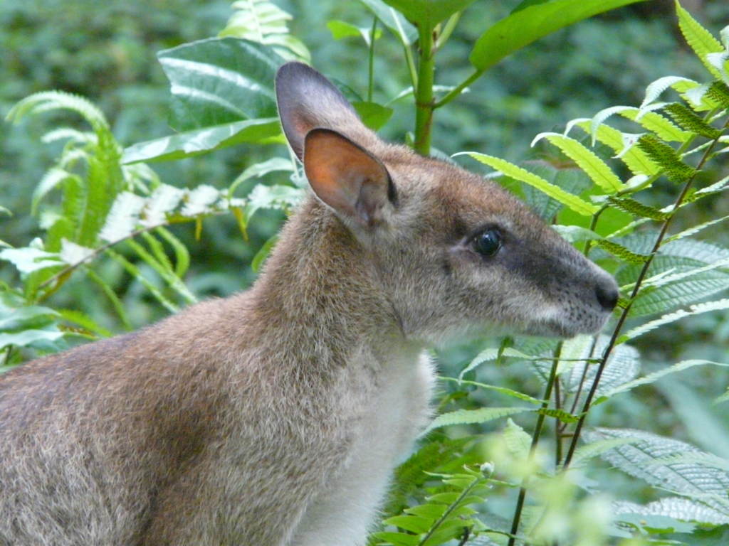 Слика од Macropus agilis (Gould 1841)