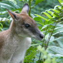 Image of Agile Wallaby