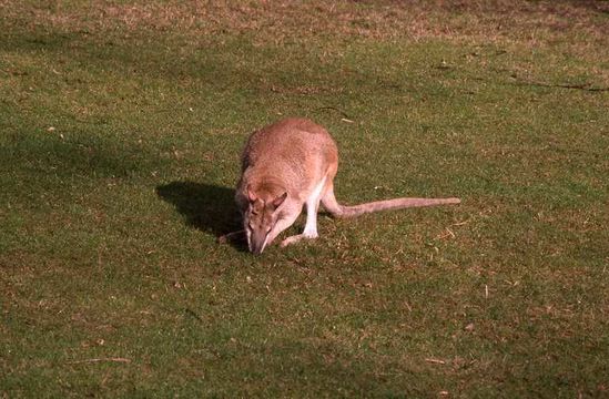 Слика од Macropus agilis (Gould 1841)