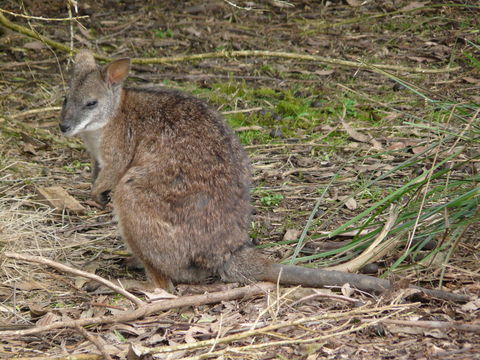 Image of Parma Wallaby