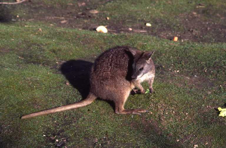 Image of Parma Wallaby