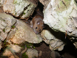 Image of wood mouse, long-tailed field mouse