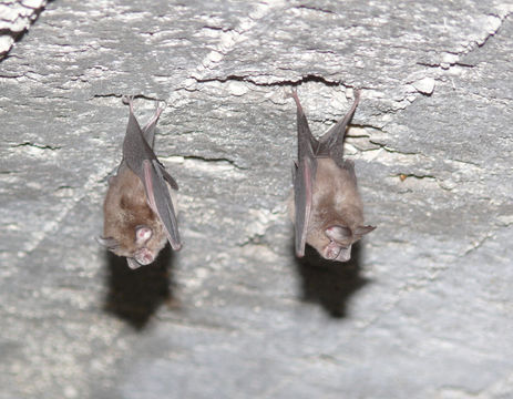 Image of Mediterranean Horseshoe Bat