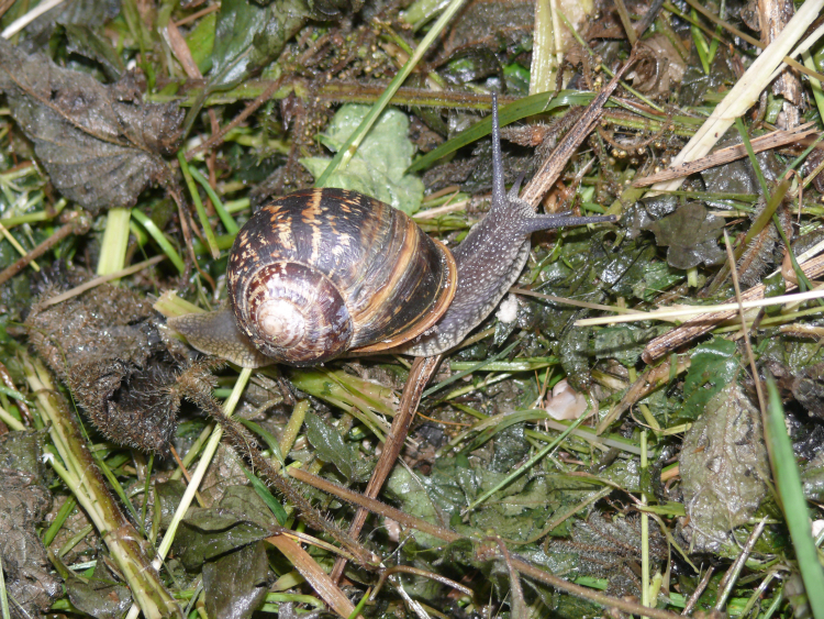 Image of Common Garden Snail