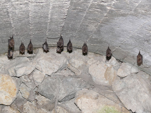 Image of Mediterranean Horseshoe Bat