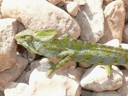 Image of Arabian Chameleon