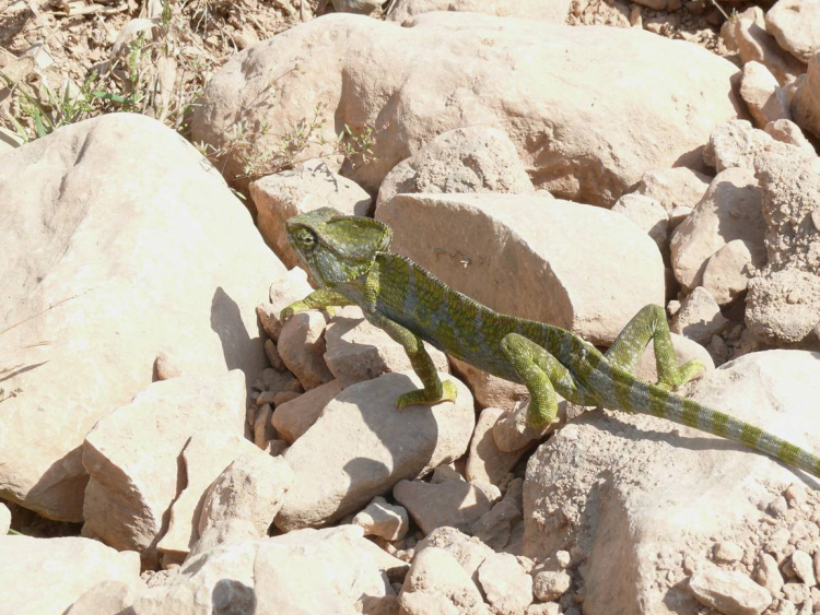 Image of Arabian Chameleon