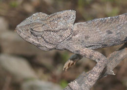 Image of Arabian Chameleon