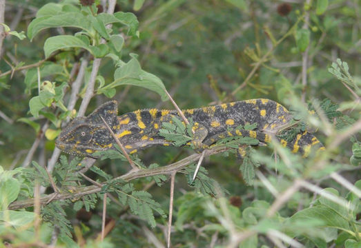 Image of Arabian Chameleon