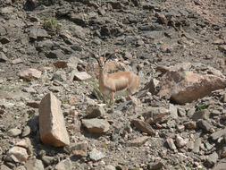 Gazella gazella cora (C. H. Smith 1827) resmi