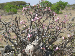 Image de Adenium obesum (Forsk.) Roem. & Schult.