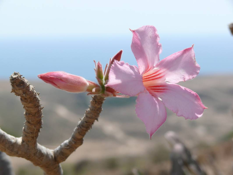 Image de Adenium obesum (Forsk.) Roem. & Schult.